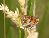 Melitaea parthenoides